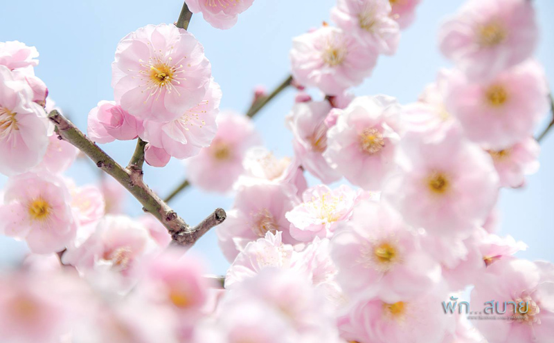 12309741_991897677519023_5227513000460533903_o