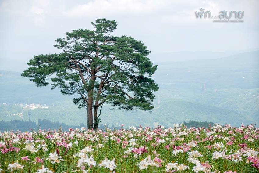 15134695_1279132618795526_7535137389016717818_n