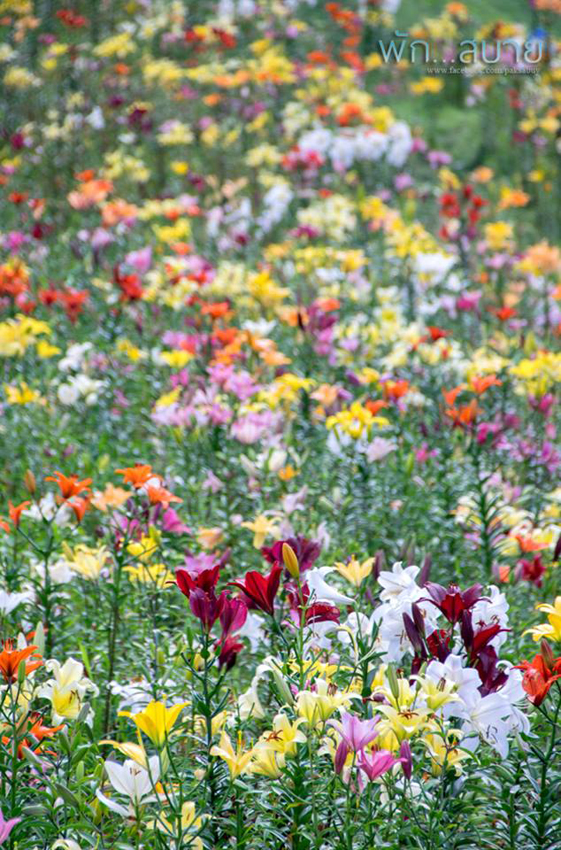 15202600_1279538058754982_6118696262462511356_n